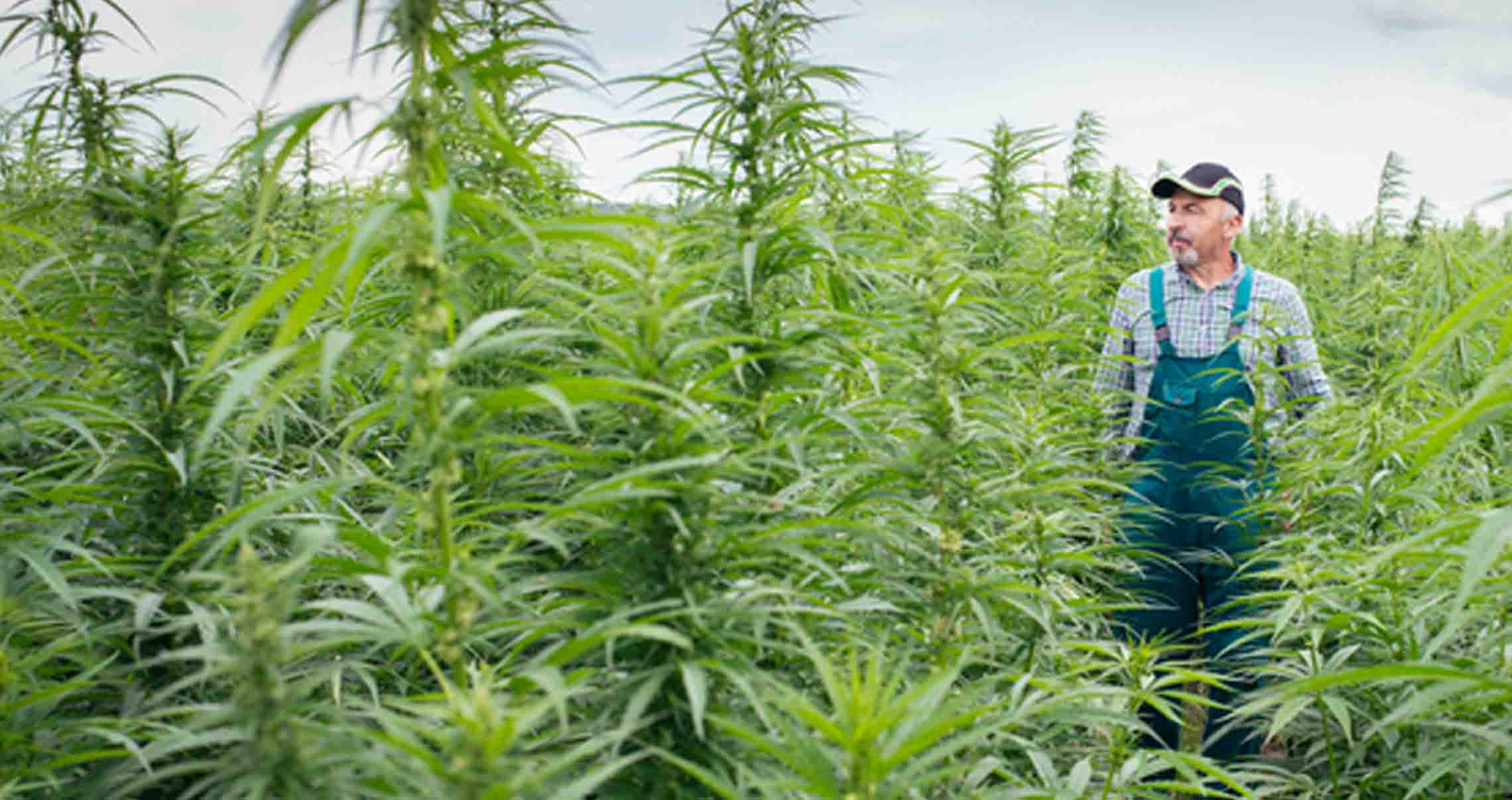 Business Plan for Hemp Farming 